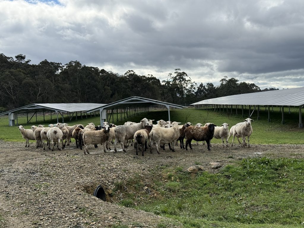 Solar panels make ideal shade for sheep